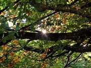 16 La stella del sole tra le foglie colorate d'autunno